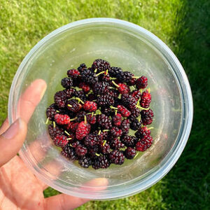 Fresh Frozen Mulberries