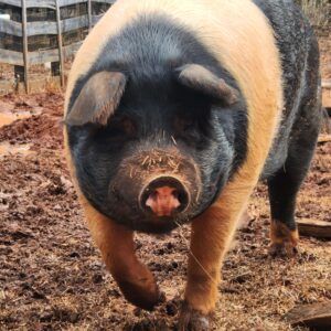 Whole Hog