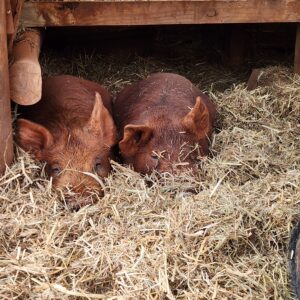 Piglets